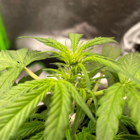 Mimosa Auto 1.Grow growlog photo: Start Blüte