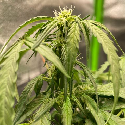 Mimosa Auto 1.Grow growlog timeline photo
