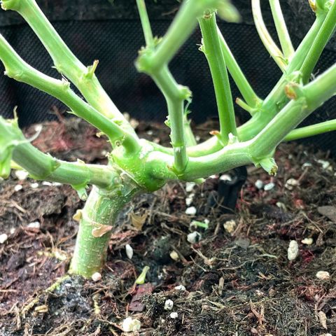 Mimosa Auto 1.Grow growlog timeline photo