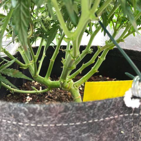 Mimosa Auto 1.Grow growlog timeline photo