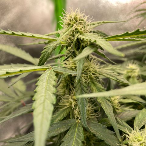 Mimosa Auto 1.Grow growlog timeline photo