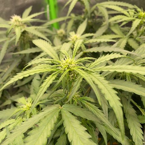 Mimosa Auto 1.Grow growlog timeline photo