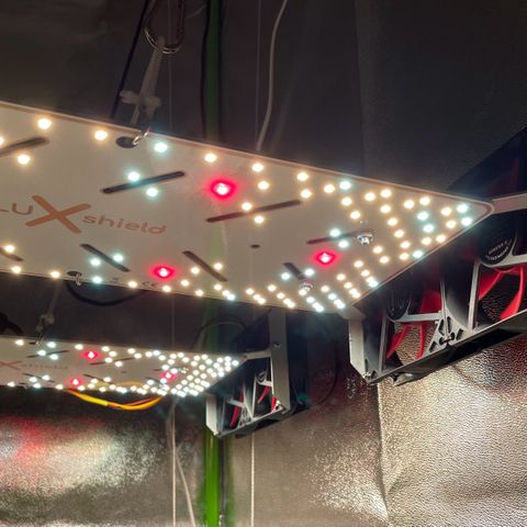 Mimosa Auto 1.Grow growlog timeline photo