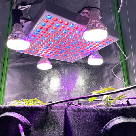 Mimosa Auto 1.Grow growlog photo: Übergangsbeleuchtung