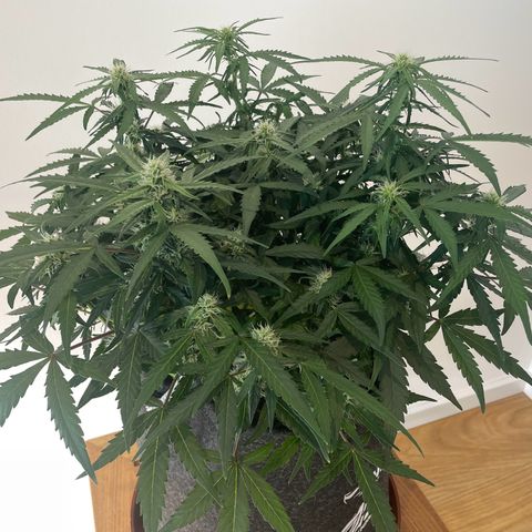 Mimosa Auto 1.Grow growlog photo: Entlaubt (vorher/nachher)