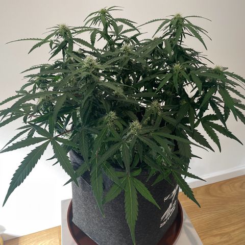 Mimosa Auto 1.Grow growlog photo: Entlaubt (vorher/nachher)