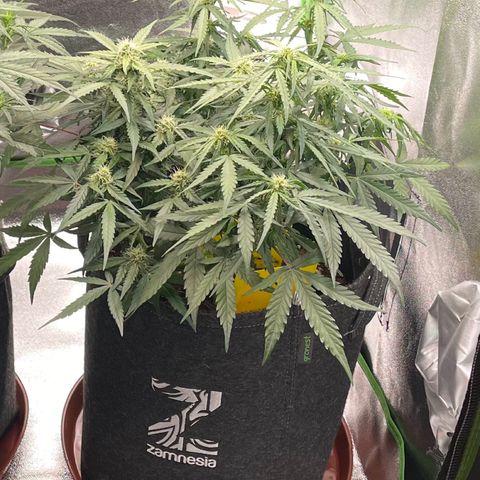 Mimosa Auto 1.Grow growlog timeline photo
