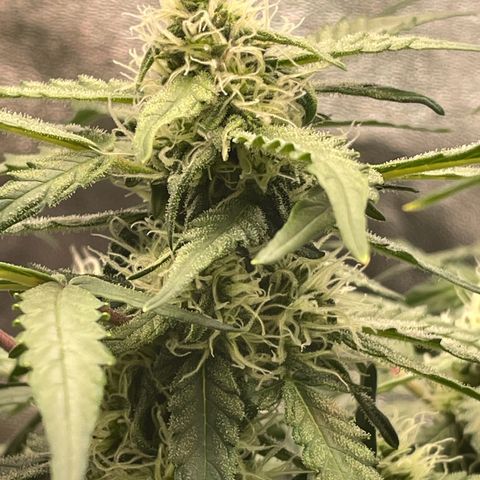 Mimosa Auto 1.Grow growlog timeline photo