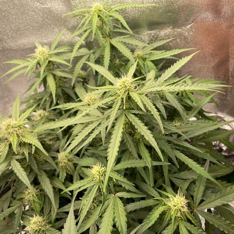 Mimosa Auto 1.Grow growlog timeline photo