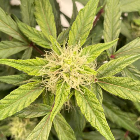 Mimosa Auto 1.Grow growlog timeline photo