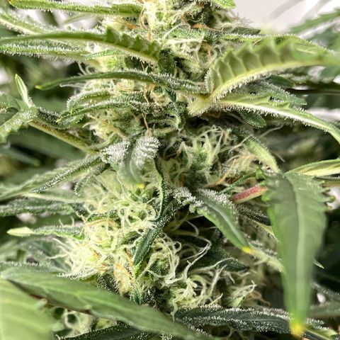 Mimosa Auto 1.Grow growlog timeline photo