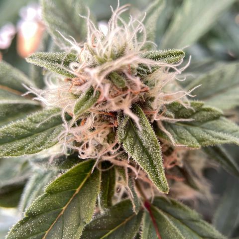 Mimosa Auto 1.Grow growlog timeline photo