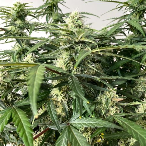 Mimosa Auto 1.Grow growlog timeline photo