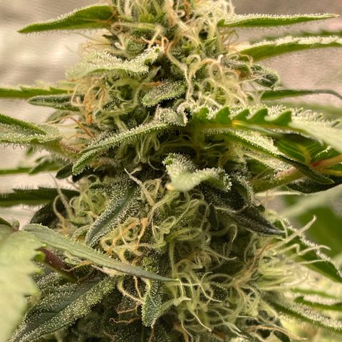 Mimosa Auto 1.Grow growlog timeline photo