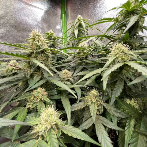 Mimosa Auto 1.Grow growlog timeline photo