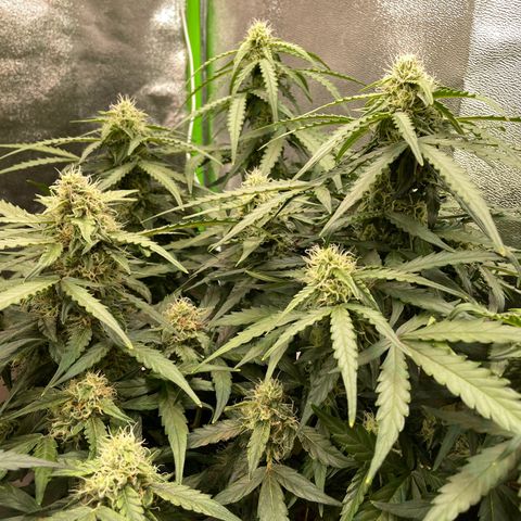 Mimosa Auto 1.Grow growlog timeline photo