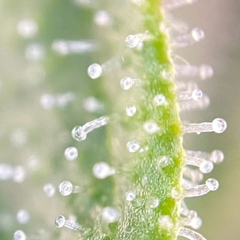 Mimosa Auto 1.Grow growlog timeline photo