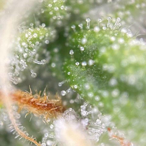 Mimosa Auto 1.Grow growlog timeline photo