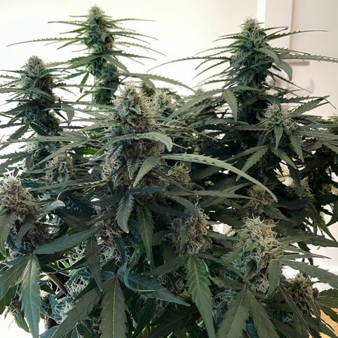 Mimosa Auto 1.Grow growlog timeline photo