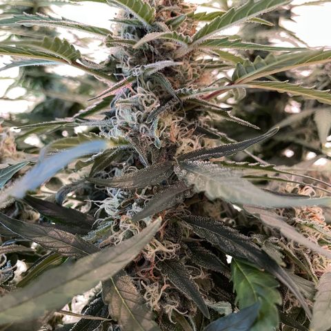 Mimosa Auto 1.Grow growlog timeline photo