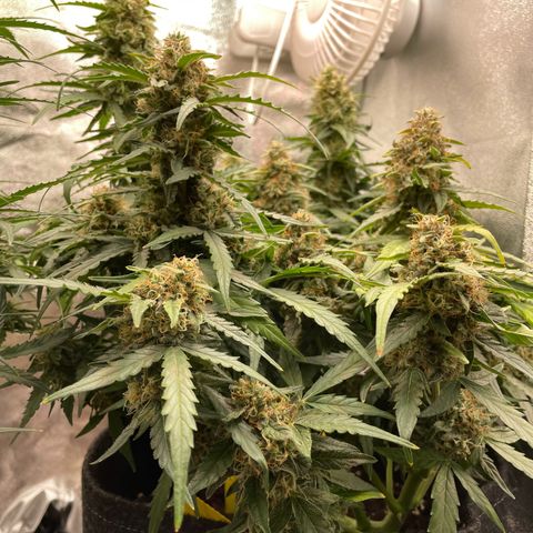Mimosa Auto 1.Grow growlog timeline photo
