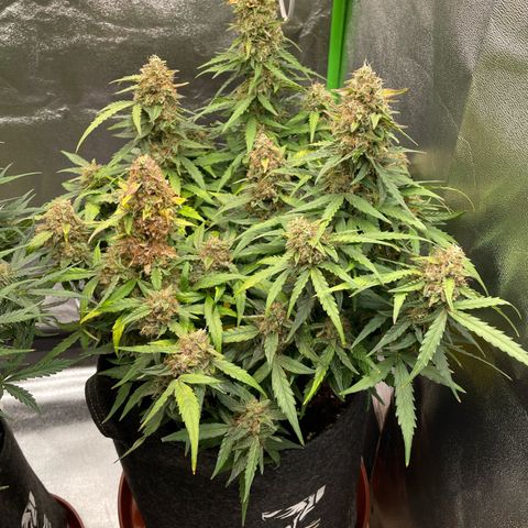 Mimosa Auto 1.Grow growlog timeline photo