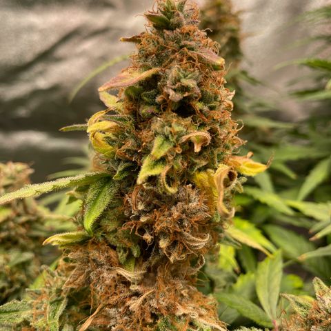 Mimosa Auto 1.Grow growlog timeline photo