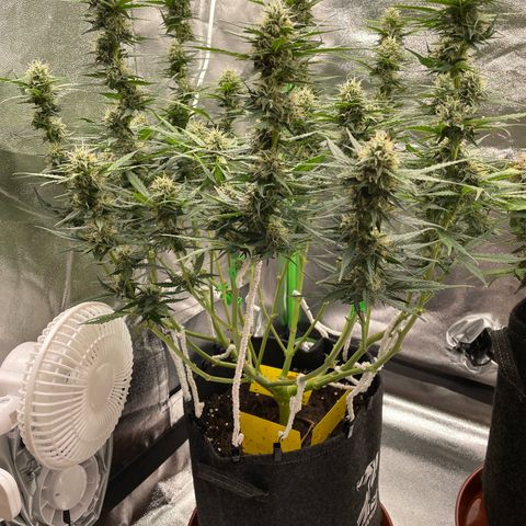 Mimosa Auto 2.Grow growlog timeline photo
