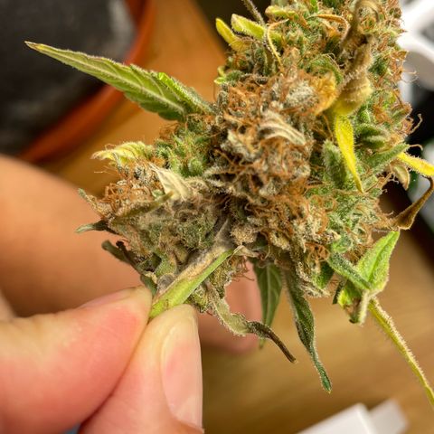 Mimosa Auto 1.Grow growlog photo: Budrod