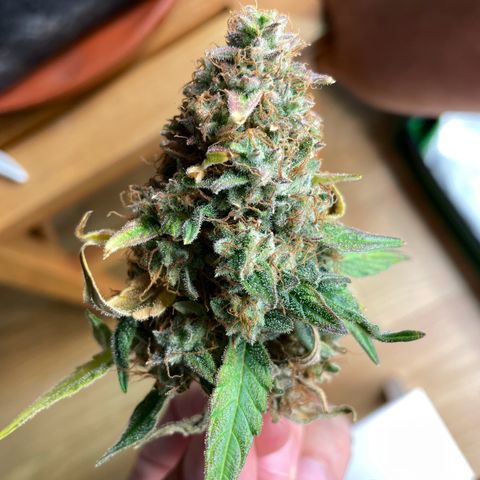 Mimosa Auto 1.Grow growlog photo: Budrod