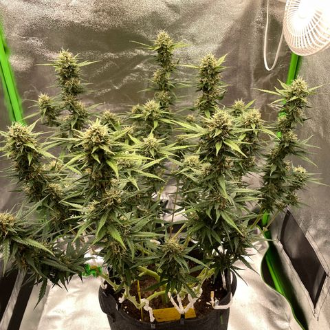 Mimosa Auto 2.Grow growlog timeline photo