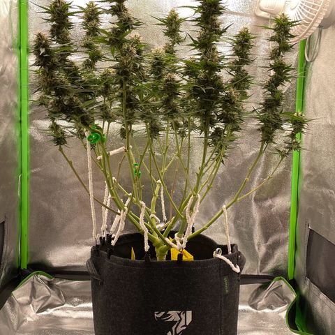 Mimosa Auto 2.Grow growlog timeline photo