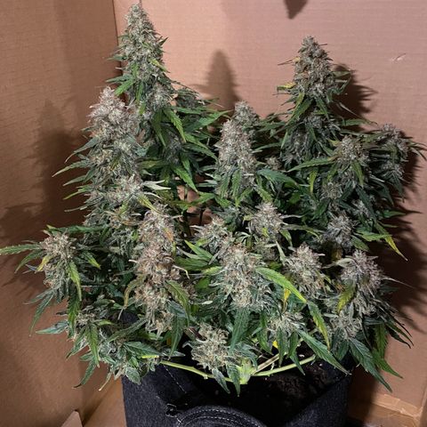 Mimosa Auto 1.Grow growlog photo: Dunkelkammer mit Belüftung 