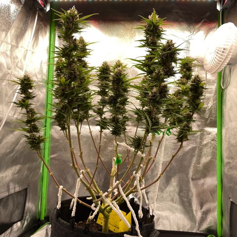 Mimosa Auto 2.Grow growlog timeline photo