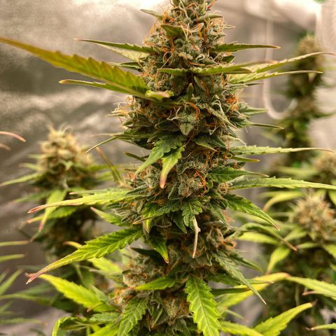 Mimosa Auto 2.Grow growlog timeline photo