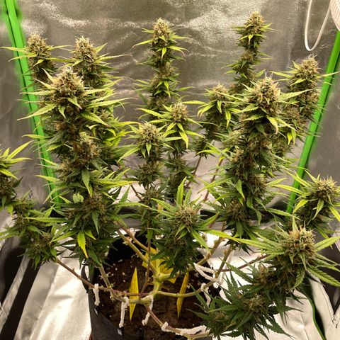 Mimosa Auto 2.Grow growlog timeline photo