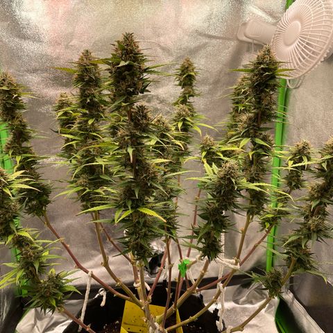 Mimosa Auto 2.Grow growlog timeline photo