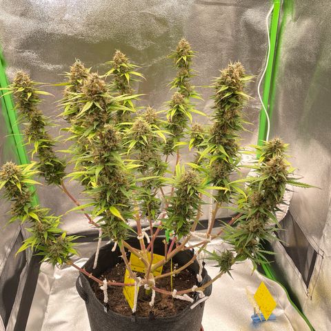 Mimosa Auto 2.Grow growlog timeline photo