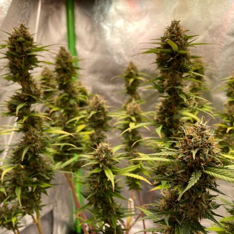 Mimosa Auto 2.Grow growlog timeline photo