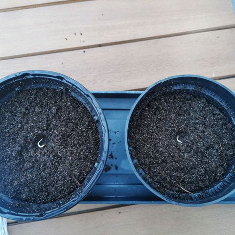 Foto 2 del growlog de White Widow