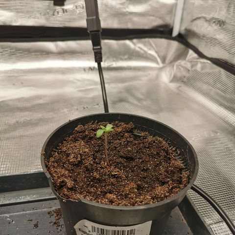 White Widow growlog timeline photo