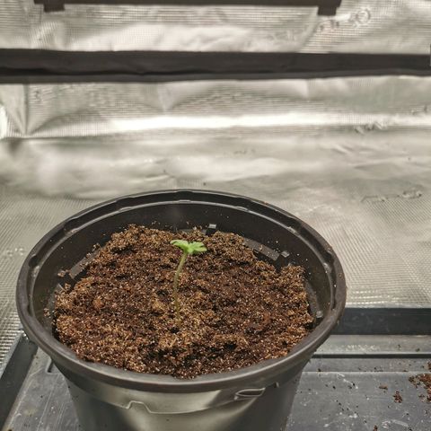 White Widow growlog timeline photo