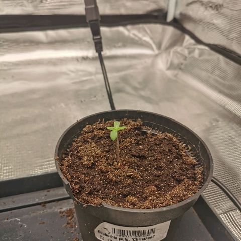 White Widow growlog photo: Humidité assez basse, j'asperge le sol avec de l'eau. La terre est encore humide, j'ai arrosé mais je n'aurai peut-être pas dû.
Les petites feuilles se développent bien !