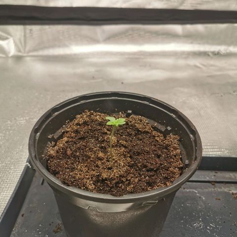 Foto 3 del growlog de White Widow