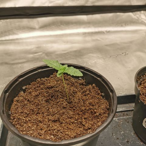 White Widow growlog timeline photo