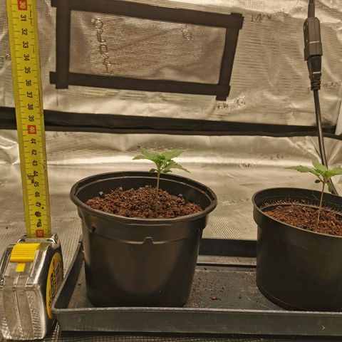 White Widow growlog photo: Les feuilles se développent bien, mais ne sont pas très vertes. Je check aujourd'hui pour voir ce qu'il peut leur arriver. 