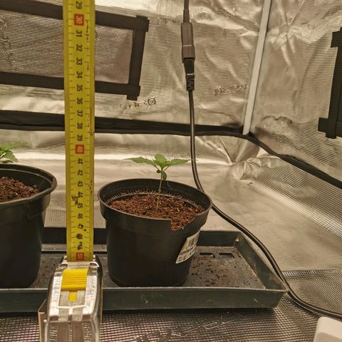 White Widow growlog photo: Les feuilles se développent bien, mais ne sont pas très vertes. Je check aujourd'hui pour voir ce qu'il peut leur arriver. 