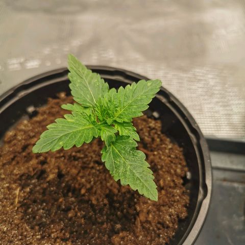 White Widow growlog photo: Les feuilles se développent bien, mais ne sont pas très vertes. Je check aujourd'hui pour voir ce qu'il peut leur arriver. 