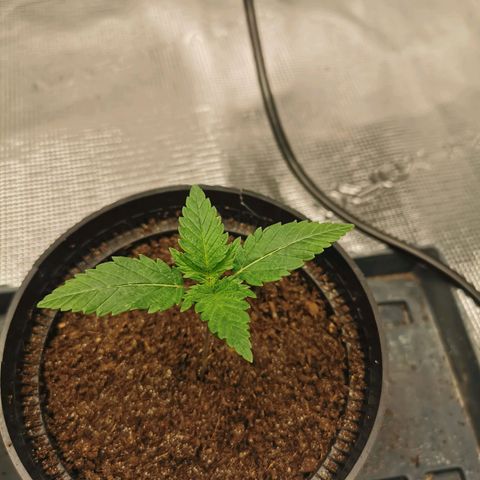 White Widow growlog photo: Les feuilles se développent bien, mais ne sont pas très vertes. Je check aujourd'hui pour voir ce qu'il peut leur arriver. 