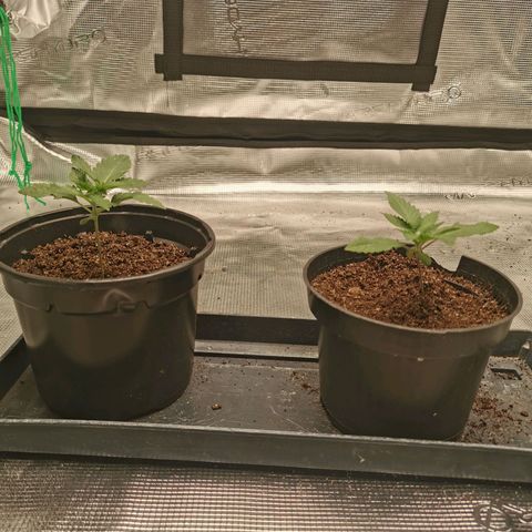 White Widow growlog timeline photo